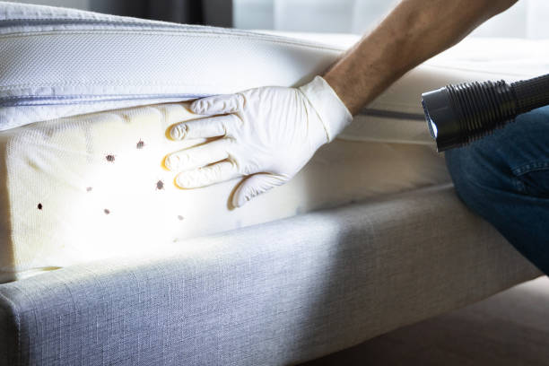 Best Bed Bug Extermination  in Winter Haven, FL