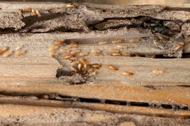 Best Emergency Pest Control  in Winter Haven, FL